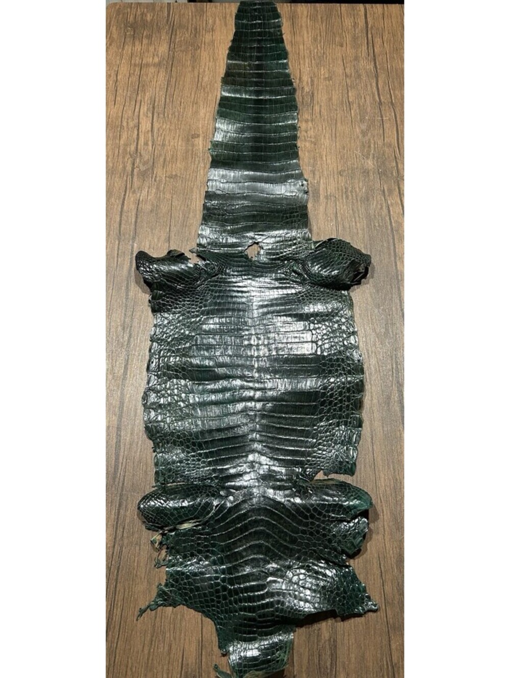 Vintage Curtiembre Lugo S.A. El Reptil Genuine Crocodilian Hide Uruguay 49”